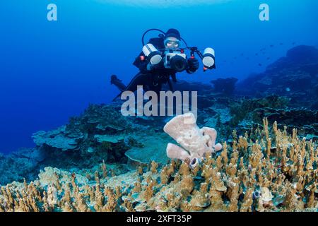 Ein Fassschwamm auf einem Hartkorallenriff und Taucher (MR) mit einem Ikelite Kameragehäuse-System, am Finger Reef, in APRA Harbor, Guam, Mikronesien, Mariana I Stockfoto