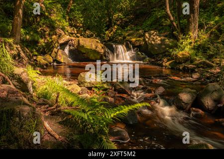 Kleine Wasserfälle und Wälder in Padley Gorge in der Nähe von Grindleford Hope Valley Peak District East Midlands England Großbritannien Stockfoto