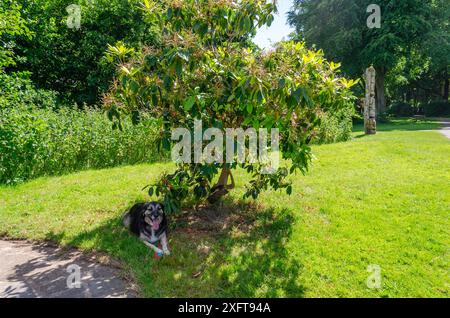 Deutscher Schäferkollie-Kreuzhund im Schatten eines kleinen Baumes auf einem grünen Rasen Stockfoto