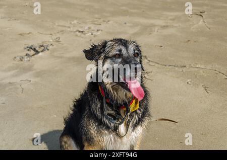 Nasses Schwarzes und braunes Deutsches Schäferkollie kreuzen an einem Strand in County unten mit einer Zunge aus Stockfoto