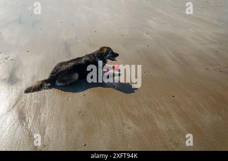 Schwarz-braune deutsche Schäferkollie kreuzen an einem Strand in County unten mit einem Ball in den Pfoten Stockfoto