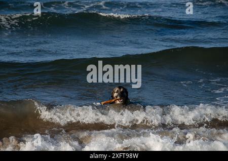 Der deutsche Schäferkollie spielt mit einem Stock in den Wellen an einem Strand in County Down Stockfoto