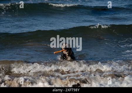 Der deutsche Schäferkollie spielt mit einem Stock in den Wellen an einem Strand in County Down Stockfoto