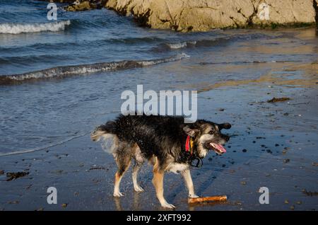 Der deutsche Schäferkollie spielt mit einem Stock in den Wellen an einem Strand in County Down Stockfoto