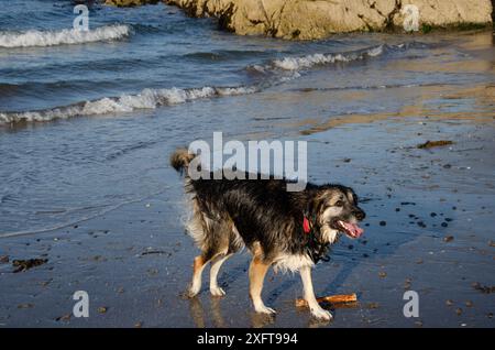 Der deutsche Schäferkollie spielt mit einem Stock in den Wellen an einem Strand in County Down Stockfoto