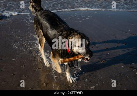 Der deutsche Schäferkollie spielt mit einem Stock in den Wellen an einem Strand in County Down Stockfoto