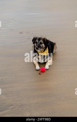 Schwarz-braune deutsche Schäferkollie kreuzen an einem Strand in County unten mit einem Ball in den Pfoten Stockfoto