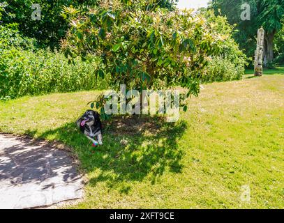 Deutscher Schäferkollie-Kreuzhund im Schatten eines kleinen Baumes auf einem grünen Rasen Stockfoto