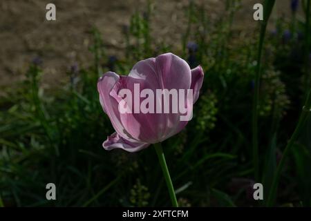 Erstaunliche pinkfarbene Tulpenblüten, die in einem Tulpenfeld blühen, unscharfe Tulpenblüten im Sonnenuntergang. Stockfoto