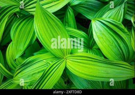 Lateinischer Name; Veratrum Album – englischer Name; False Helleborine, White Hellebore, European White Hellebore oder White Veratrum ist eine giftige Alpenpflanze Stockfoto