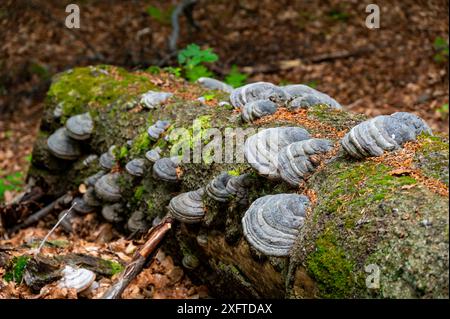 Fomes fomentarius Pilz auf dem Kofferraum einer alten Pappel an einem Sommertag. Stockfoto