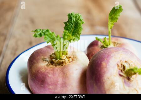 Mai-Rüben (Brassica rapa subsp. Rapa var. Majalis) in einer Emailschüssel. Stockfoto