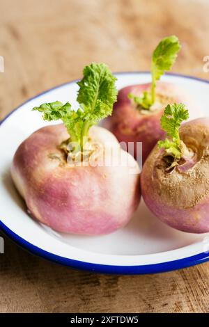 Mai-Rüben (Brassica rapa subsp. Rapa var. Majalis) in einer Emailschüssel. Stockfoto