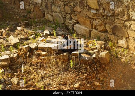 Zwei Katzen, eine schwarz-weiß, die andere schwarz, kuscheln sich auf einem Haufen verwitterter Steine, gebadet im goldenen Licht der Nachmittagssonne. Stockfoto