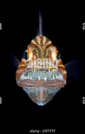 Tigerkardinalfisch (Cheilodipterus macrodon), männlicher Mund, der hinter seinen scharfen Zähnen eine Kupplung von Eiern brütet. Gubal Island, Ägypten. Straße Von Gubal, Rotes Meer. Stockfoto