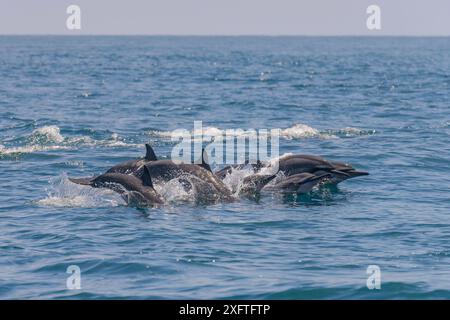 Die Kapsel der Spinnerdelfine (Stenella longirostris) an der Oberfläche. Sri Lanka. Indischer Ozean Stockfoto