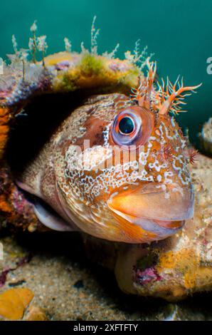 Eine Weitwinkelansicht eines männlichen Tompot Blenny (Parablennius gattorugine), der aus seiner Höhle in einem Bein des Swanage Pier blickt. Swanage, Dorset, England, Vereinigtes Königreich. Englischer Kanal. Nordostatlantik. Stockfoto