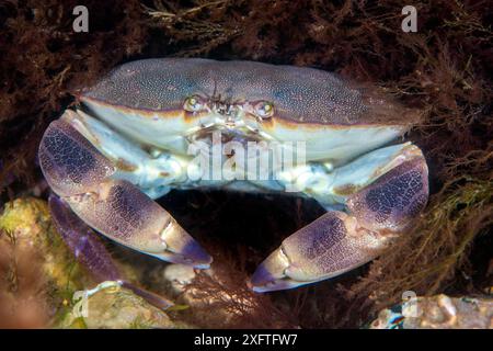 Porträt einer essbaren Krabbe (Cancer pagurus) auf einem Kreideriff. Sherringham, Norfolk, England, Vereinigtes Königreich. Nordsee Stockfoto