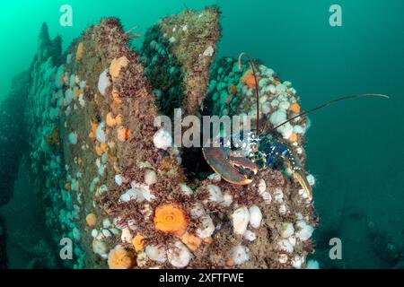 Gemeiner Hummer (Homarus gammarus) beherbergt in der Struktur des Wracks der Rosalie, das mit Plumose Anemonen (Metridium senile) verkrustet ist. Weybourne, North Norfolk, England, Vereinigtes Königreich. Nordsee. Stockfoto