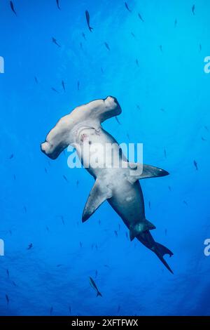 Porträt eines großen weiblichen Hammerhais (Sphyrna lewini) mit pazifischem Kreolefisch dahinter. Wolf Island, Galapagos National Park, Galapagos Islands. Ostpazifik. Stockfoto