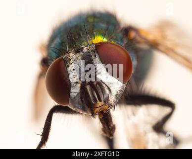 Greenbottle Fliege (Dasyphora cyanella) aus nächster Nähe Stockfoto