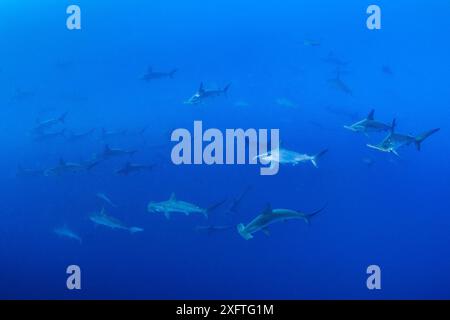 Große Schule von Hammerhaien (Sphyrna lewini) im offenen Wasser. Wolf Island, Galapagos National Park, Galapagos Islands. Ostpazifik. Stockfoto