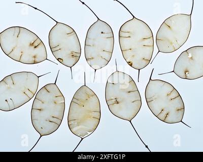 Ehrlichkeit (Lunaria annua) Samenkapseln. Stockfoto