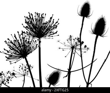 Teasel (Dipsacus fullonum), Hedge Petersilie (Torilis) und Allium Samenkopf Silhouetten auf weißem Hintergrund. Stockfoto