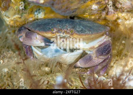 Essbare Krabbe (Cancer pagurus), die sich an einer Zweiklappe auf einem Kreideriff ernährt. Sherringham, Norfolk, England, Vereinigtes Königreich. Nordsee Stockfoto