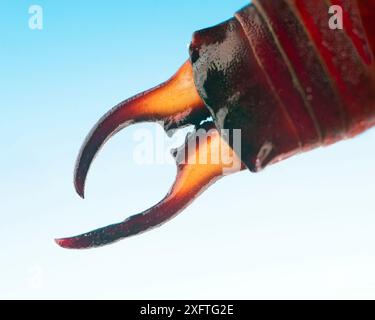 Ohrmuschel (Forficula auricularia) Nahaufnahme von Zangen Stockfoto