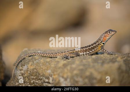 Floreana Lavaeidechse (Microlophus grayi) weiblich. Punta Cromorant, Floreana Island, Galapagos Stockfoto