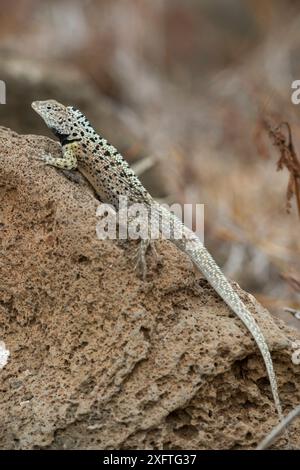 Floreana Lavaechse (Microlophus grayi) männlich, Black Beach, Floreana Island, Galapagos Stockfoto