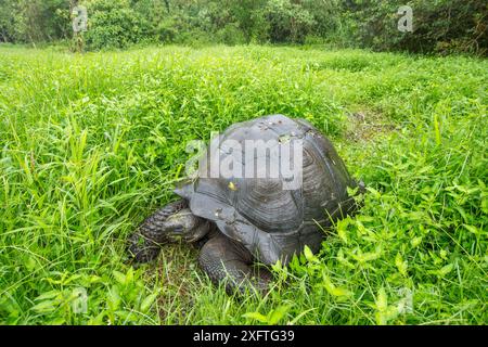 Östliche Santa Cruz Riesenschildkröte (Chelonoidis donfaustoi), Cerro Mesa, Santa Cruz Island, Galapagos Stockfoto