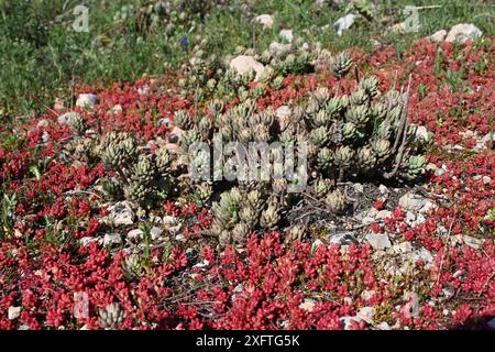 Pale Stonecrop, Petrosedum sediforme syn Sedum sediforme Stockfoto