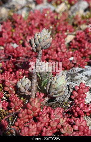 Pale Stonecrop, Petrosedum sediforme syn Sedum sediforme Stockfoto