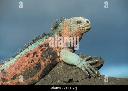 Meerleguan (Amblyrhynchus cristatus) männlich in Zuchtfärbung, Floreana Island, Galapagos Stockfoto