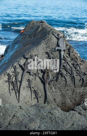 Meeresleguane (Amblyrhynchus cristatus) auf Felsen, Cape Douglas, Fernandina Island, Galapagos Stockfoto