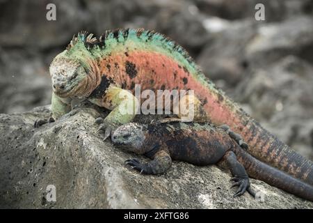 Meerleguan (Amblyrhynchus cristatus) männlich in Zuchtfärbung, Floreana Island, Galapagos Stockfoto