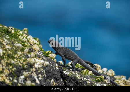 Meerleguan (Amblyrhynchus cristatus) Jungtiere, die über Barnicles laufen, Cape Douglas, Fernandina Island, Galapagos Stockfoto