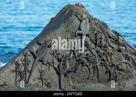 Meeresleguane (Amblyrhynchus cristatus) auf Felsen, Cape Douglas, Fernandina Island, Galapagos Stockfoto