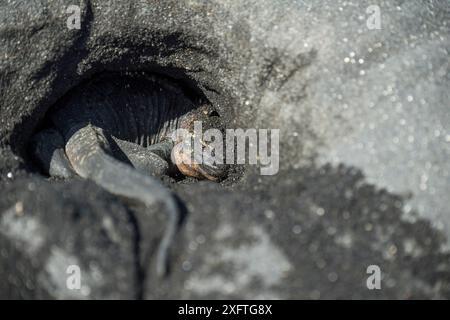 Meeresleguan (Amblyrhynchus cristatus) im Schatten, in einem Loch in einem Felsen, Cape Douglas, Fernandina Island, Galapagos Stockfoto