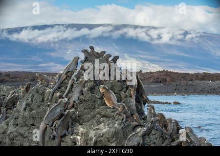 Meeresleguan (Amblyrhynchus cristatus) auf Felsen, Punta Suarez, Espanola Island, Galapagos Stockfoto