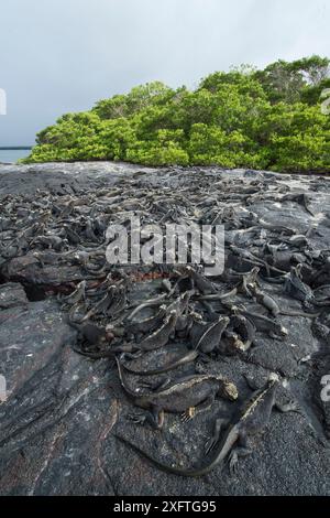 Meeresleguane (Amblyrhynchus cristatus), die an der Küste ruhen, Punta Espinosa, Fernandina Island, Galapagos Stockfoto