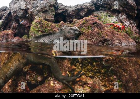 Meeresleguan (Amblyrhynchus cristatus) geteilte Ebene, Punta Espinosa Nordküste, Fernandina Island, Galapagos Stockfoto