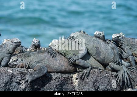 Meerleguane (Amblyrhynchus cristatus), die zusammen ruhen, Punta Espinosa, Fernandina Island, Galapagos Stockfoto