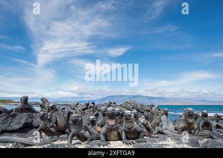 Meerleguan (Amblyrhynchus cristatus), Punta Espinosa, Fernandina Island, Galapagos Stockfoto