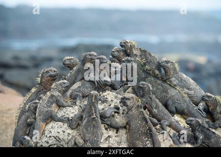 Meeresleguane (Amblyrhynchus cristatus), die auf Felsen ruhen, Cape Hammond, Fernandina Island, Galapagos. Stockfoto