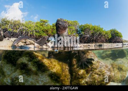 Meeresleguan (Amblyrhynchus cristatus) im Wasser, geteilte Aussicht, Turtle Bay, Santa Cruz Island Stockfoto