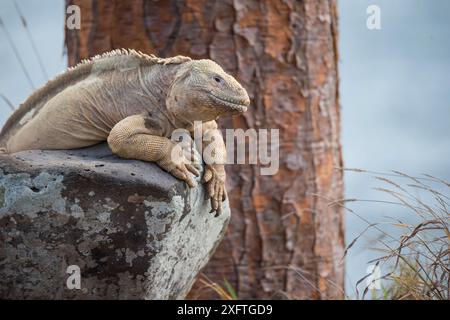 Santa Fe land Iguana (Conolophus pallidus), Santa Fe, Galapagos Stockfoto