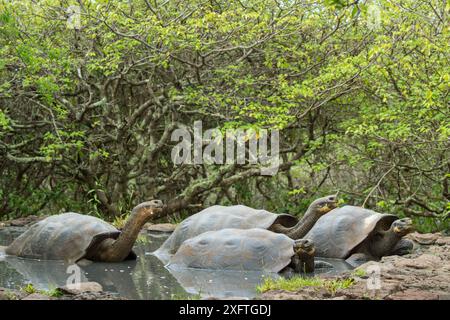 San Cristobal Lavaechse (Microlophus bivittatus) Gruppe im Wasser, Punta Pitt, San Cristobal Island, Galapagos Stockfoto